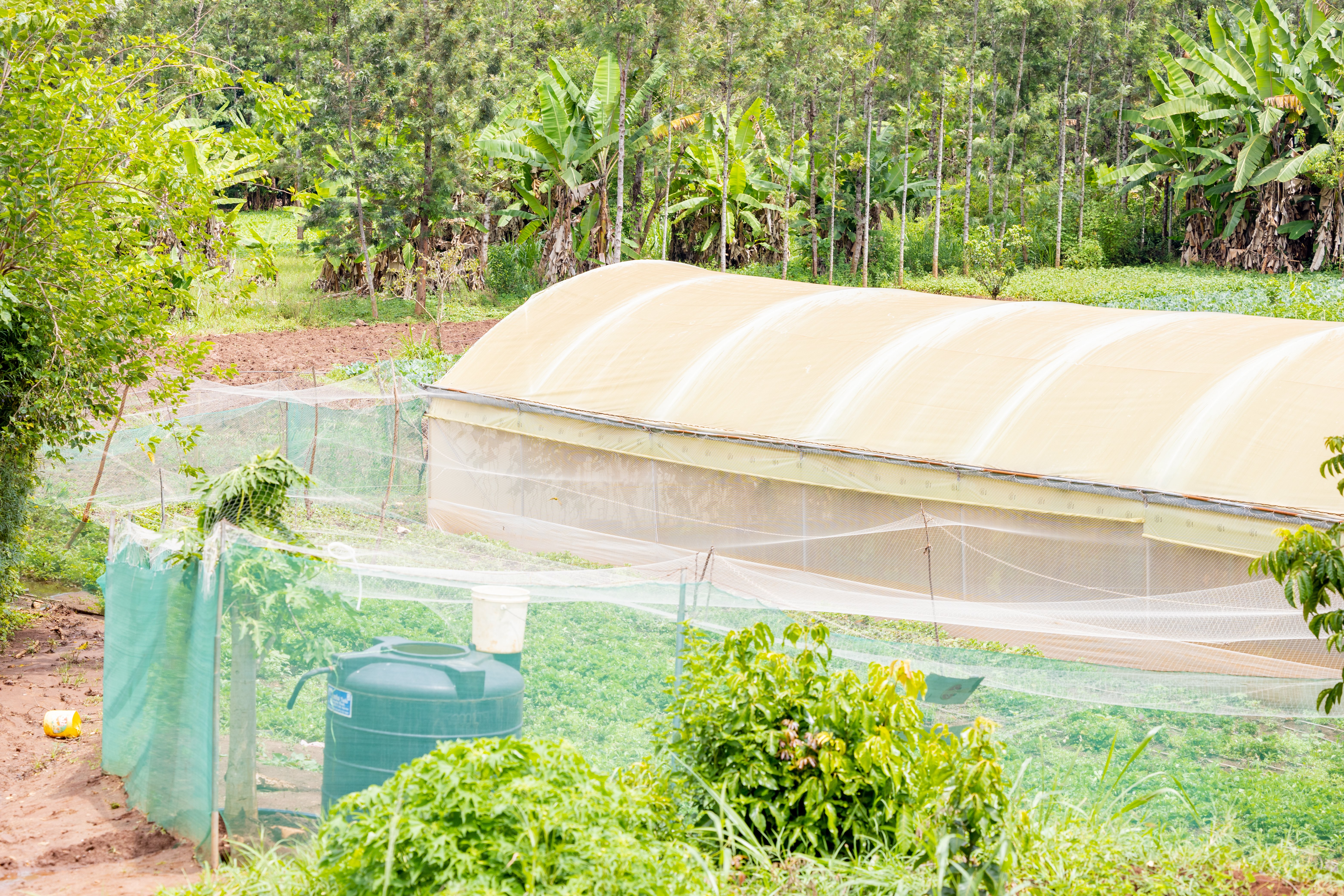 With greenhouses you can reduce the amount pests and rodents
