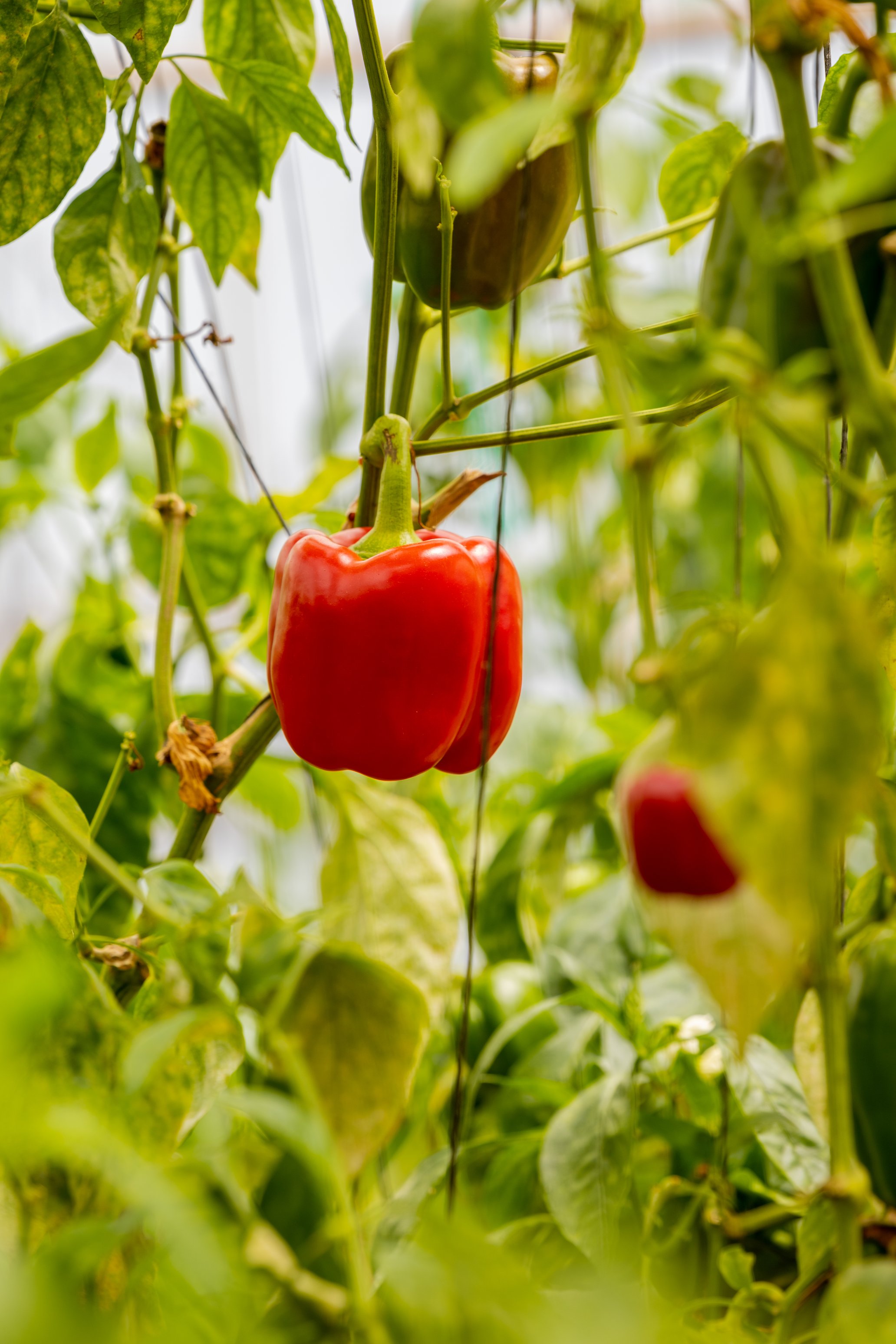 Where Does Capsicum Come From