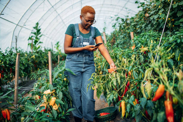 African backyard farming in a greenhouse