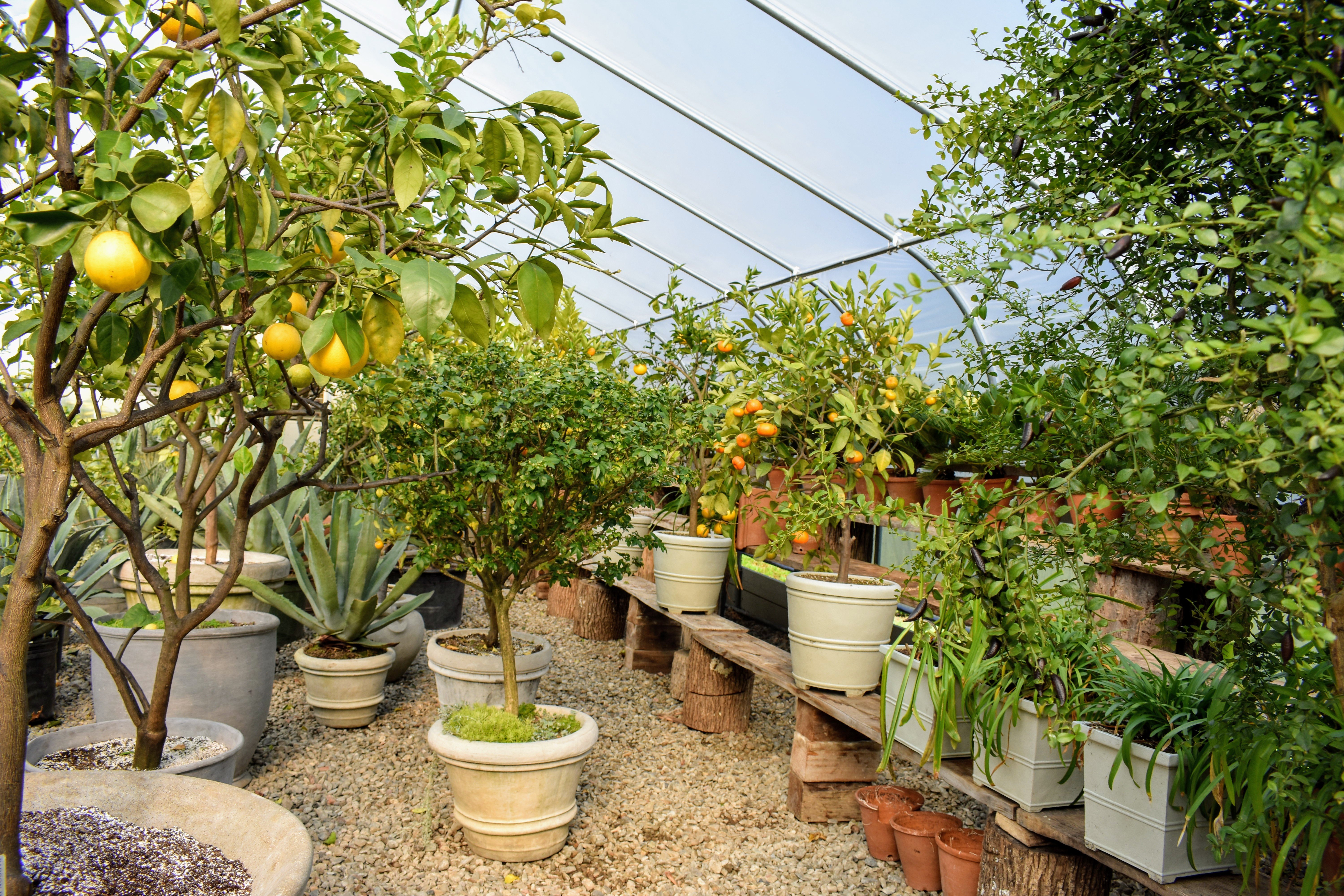 Fruits you can farm and grow in a greenhouse: Citrus Fruits