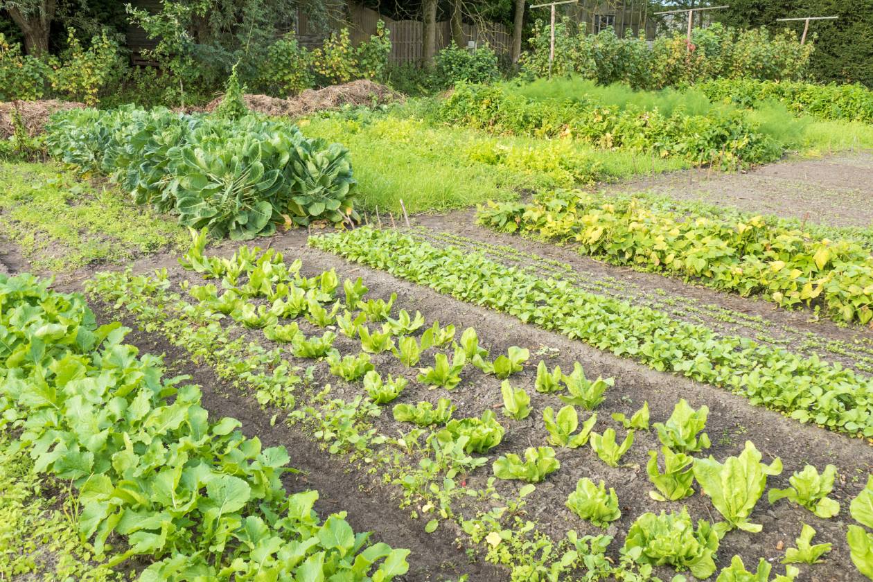 Crop rotation 