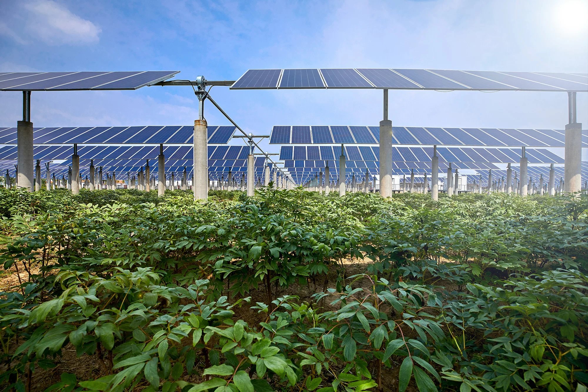 Farm solar panels 