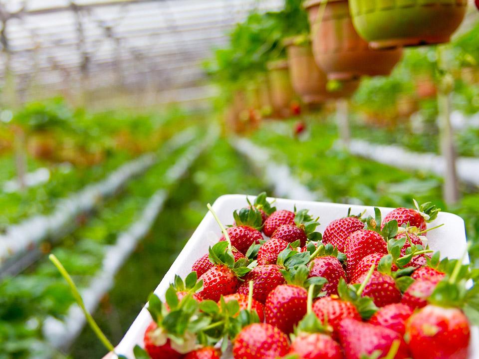 Fruits you can farm and grow in a greenhouse: Strawberries