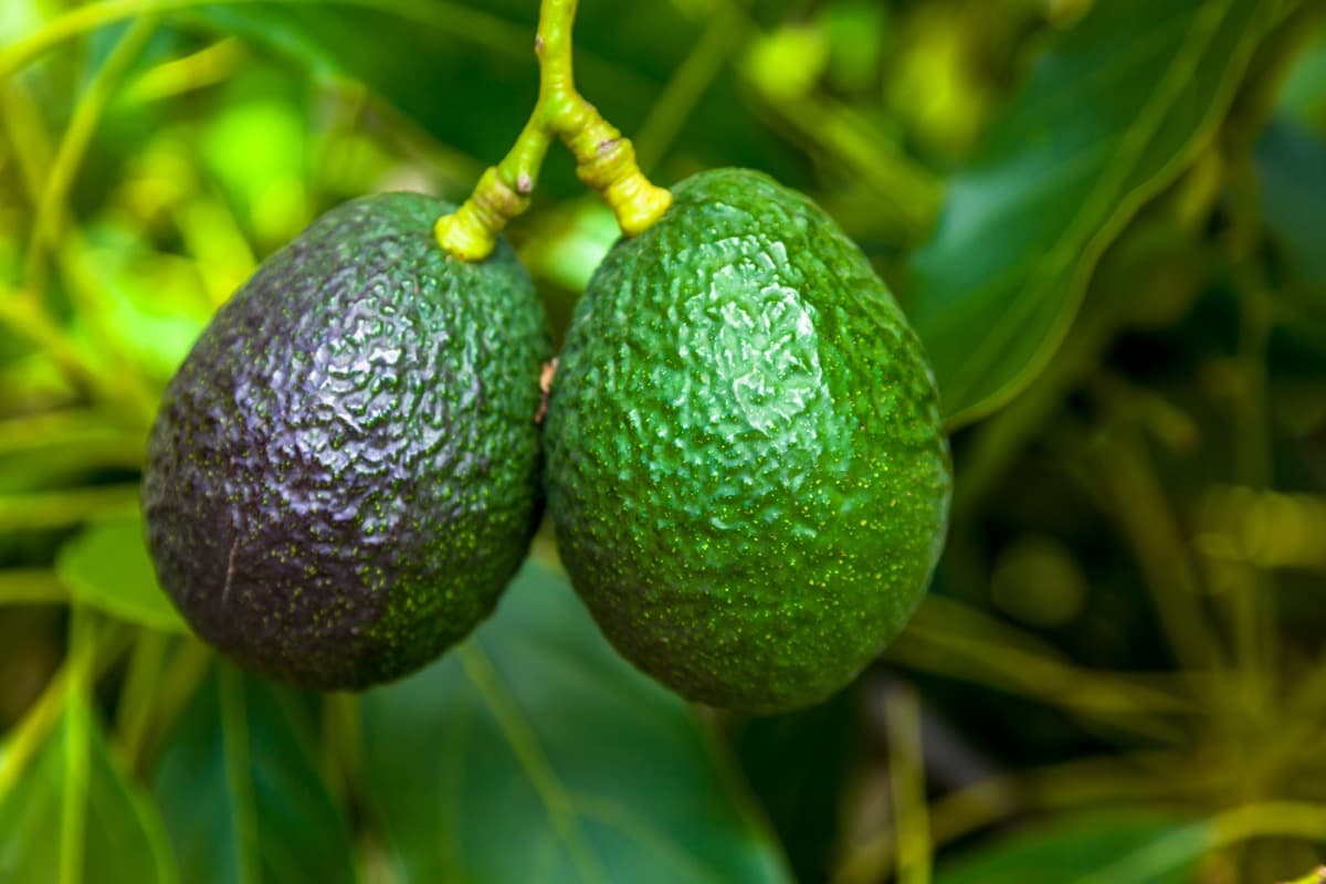Fruits you can farm and grow in a greenhouse: Avocados