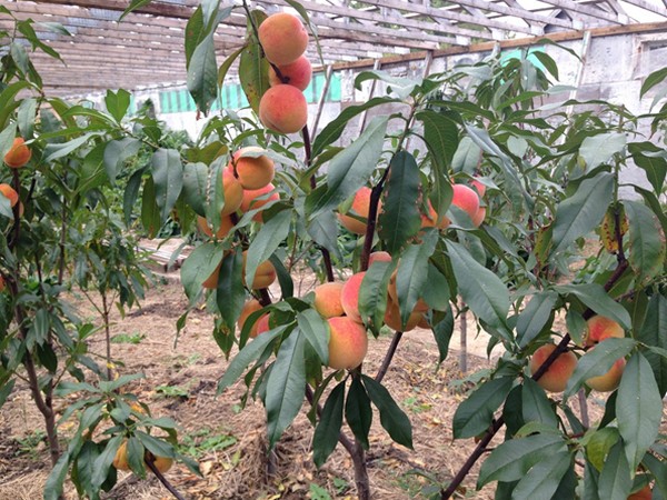 Fruits you can farm and grow in a greenhouse: Apples