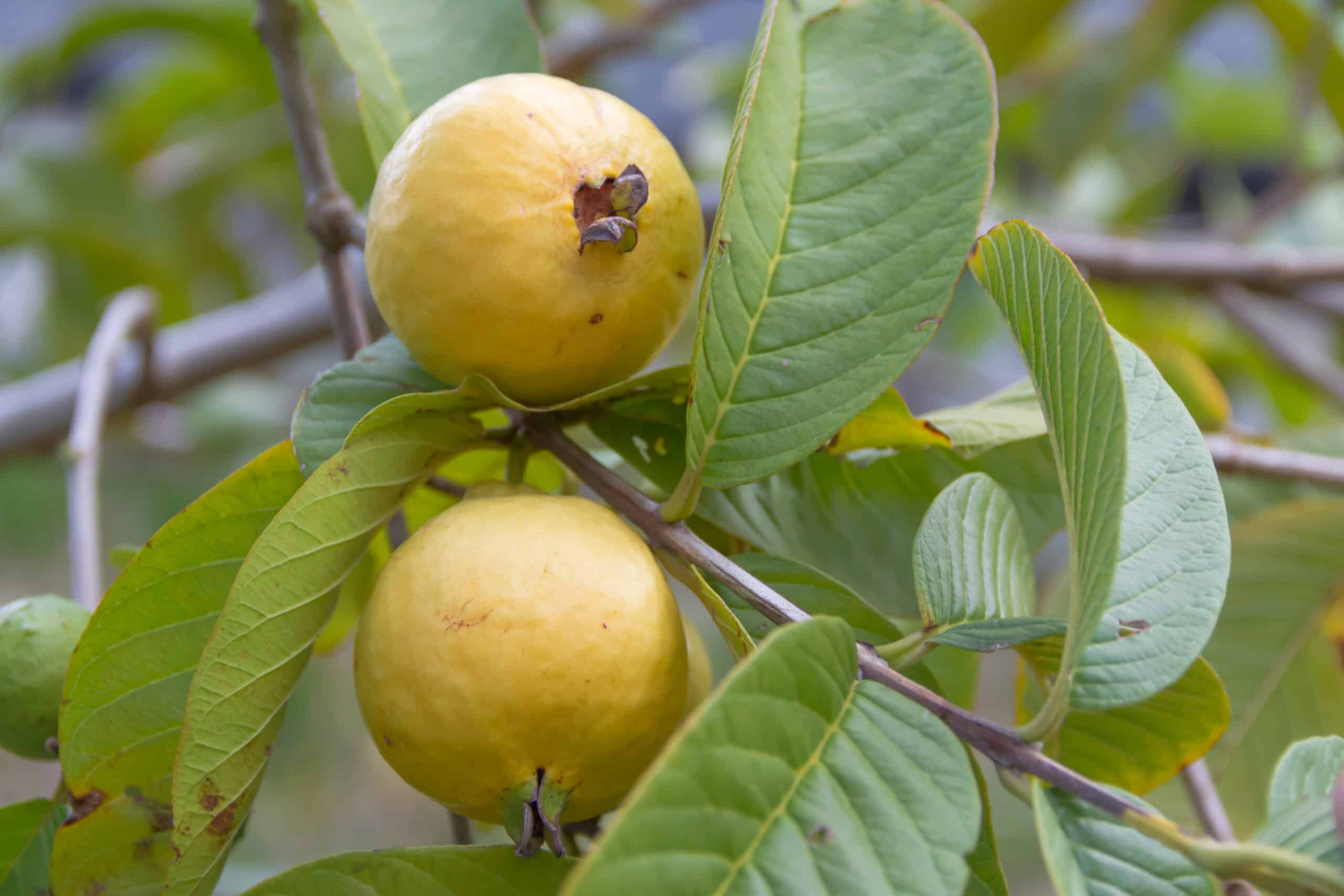 Fruits you can farm and grow in a greenhouse: Guava