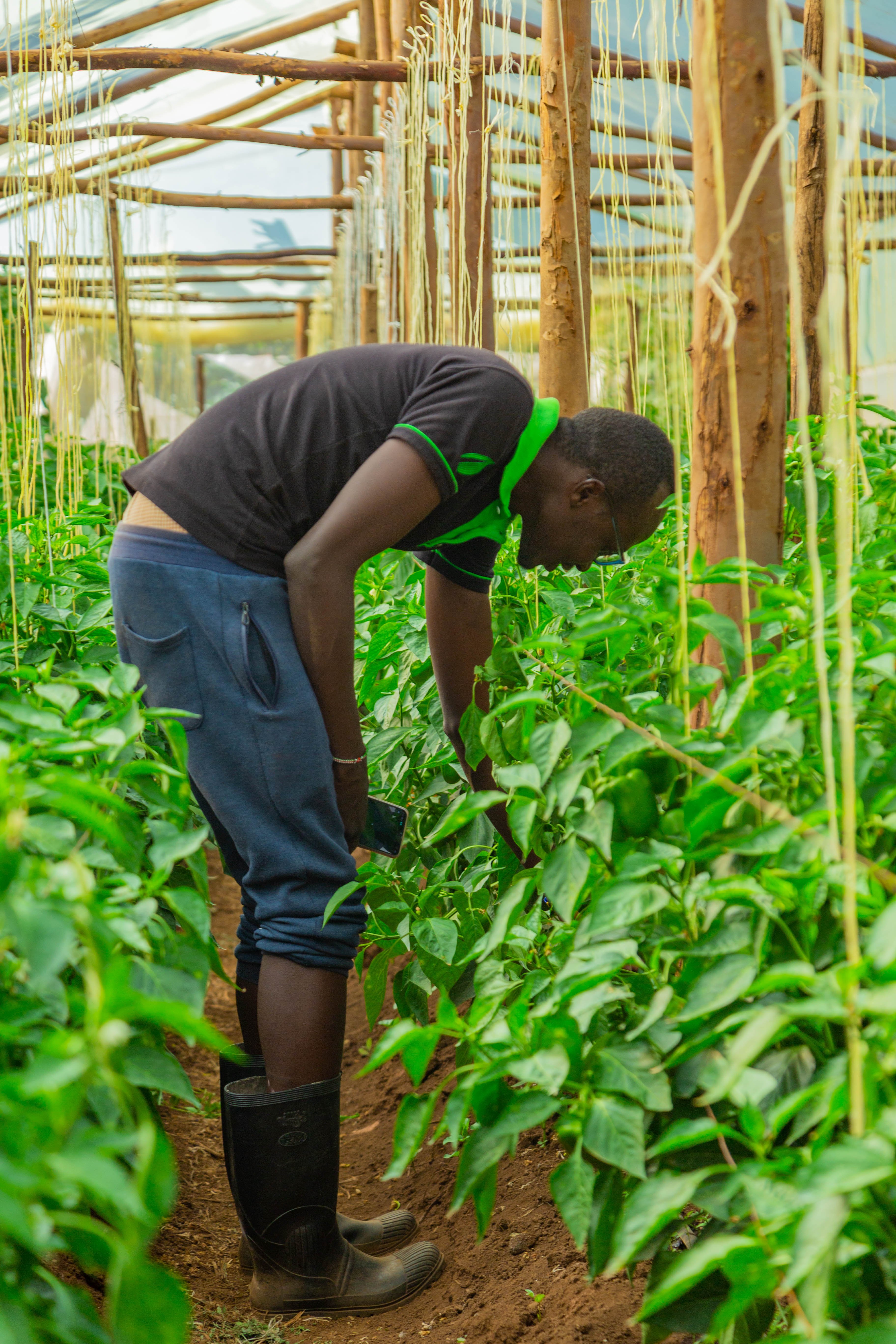 Capsicum farming in a greenhouse: Photo by Synnefa at the Kabarak Farm in Kenya