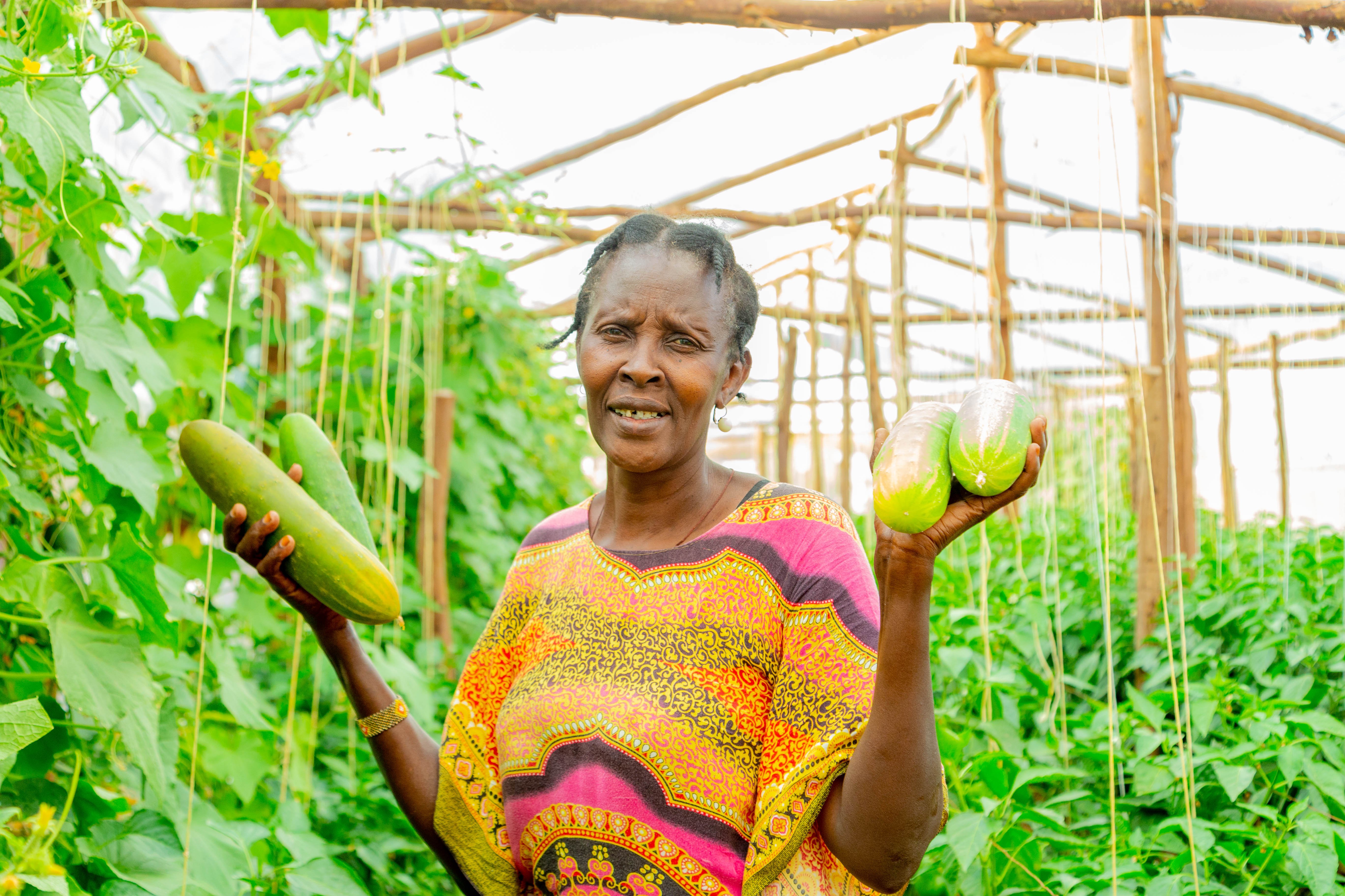An African female farmer in Kenya holding cucumbers in a greenhouse: Synnefa photo at Kabarak farm, Nakuru