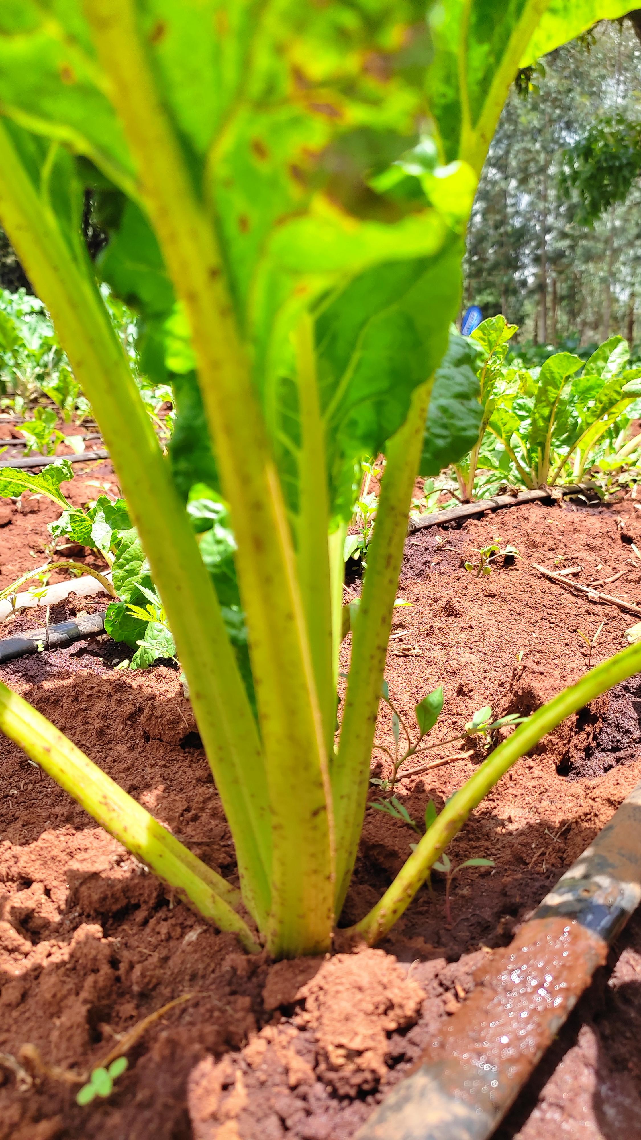 Spinach growing in Kenya