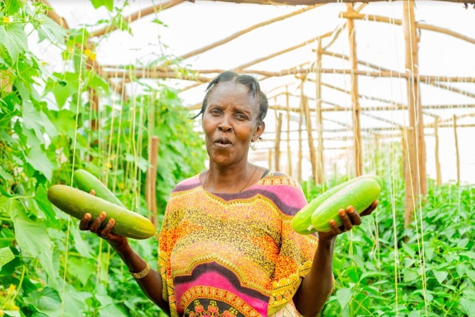 Fruits you can farm and grow in a greenhouse: Cucumbers