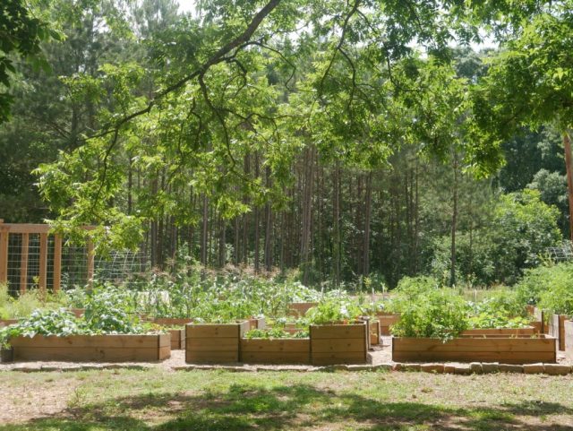 Urban Gardening 