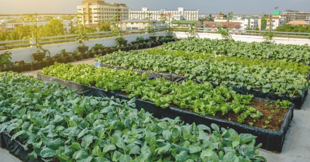 Urban Farming 