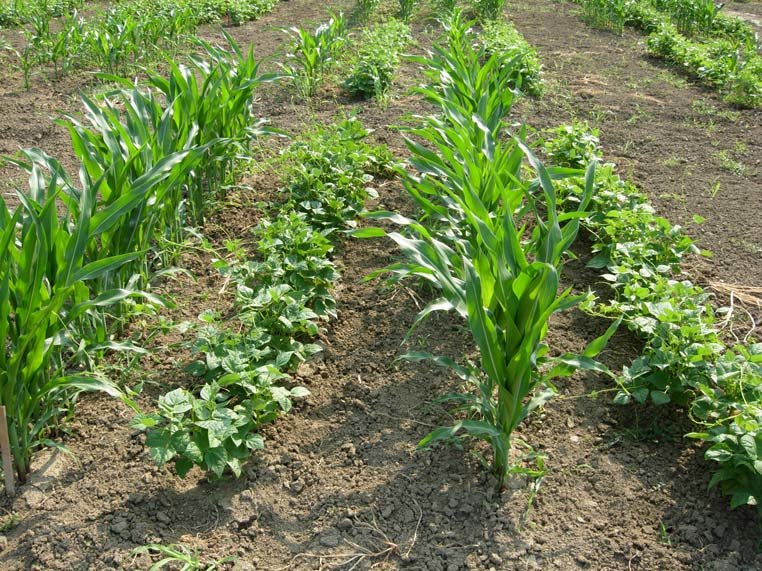 Intercropping in a farm