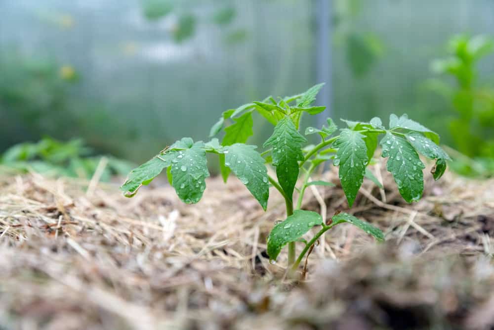 Mulching Tomatoes 1