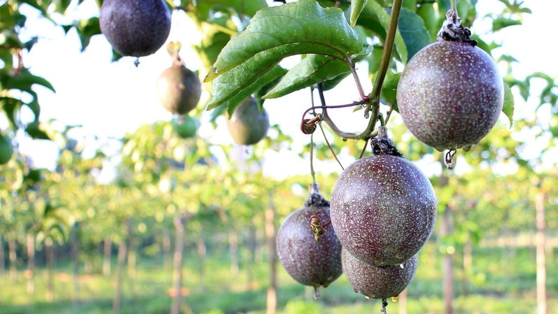 Fruits you can farm and grow in a greenhouse: Passion  Fruit
