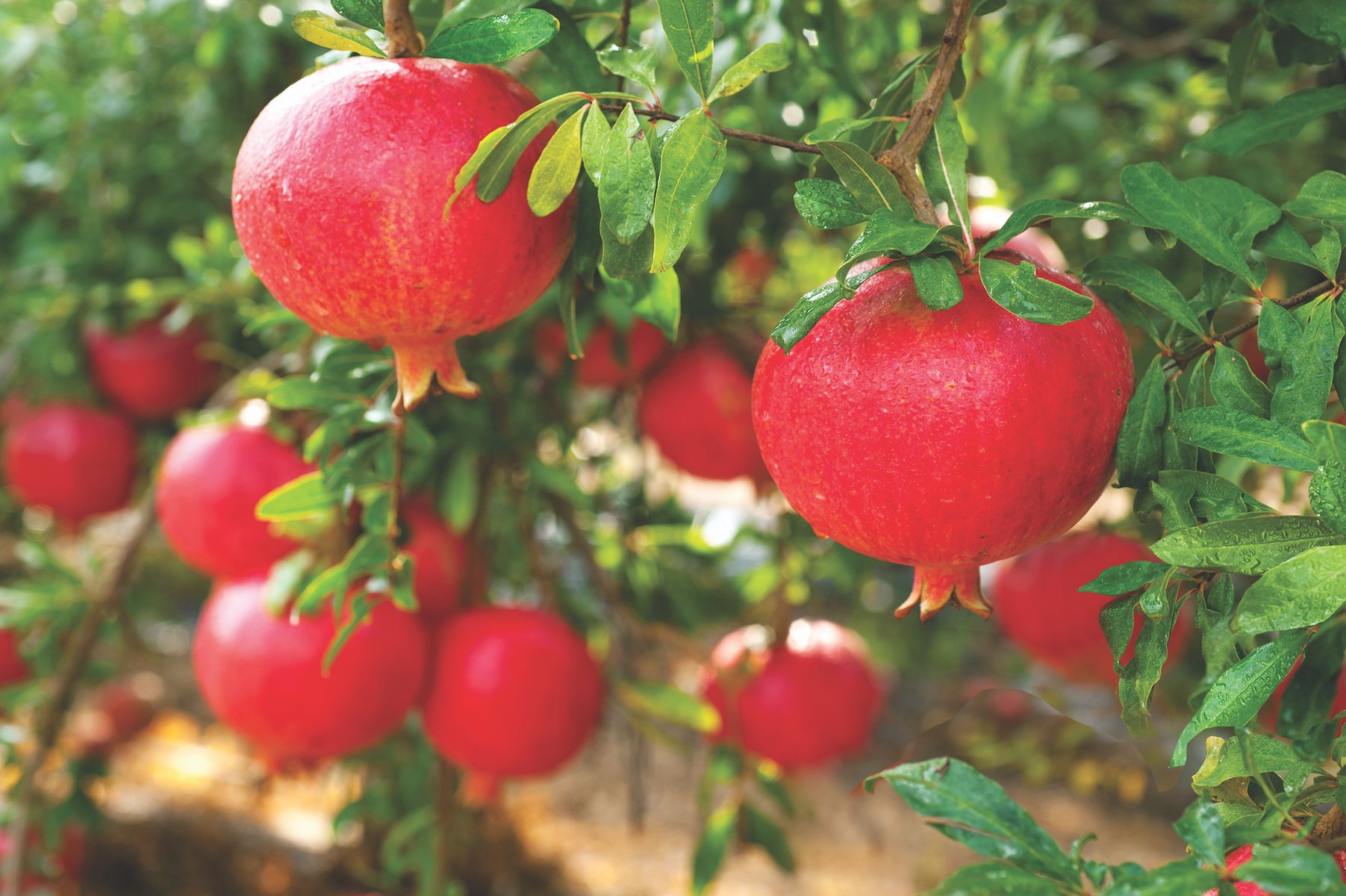 Fruits you can farm and grow in a greenhouse: Pomegranates