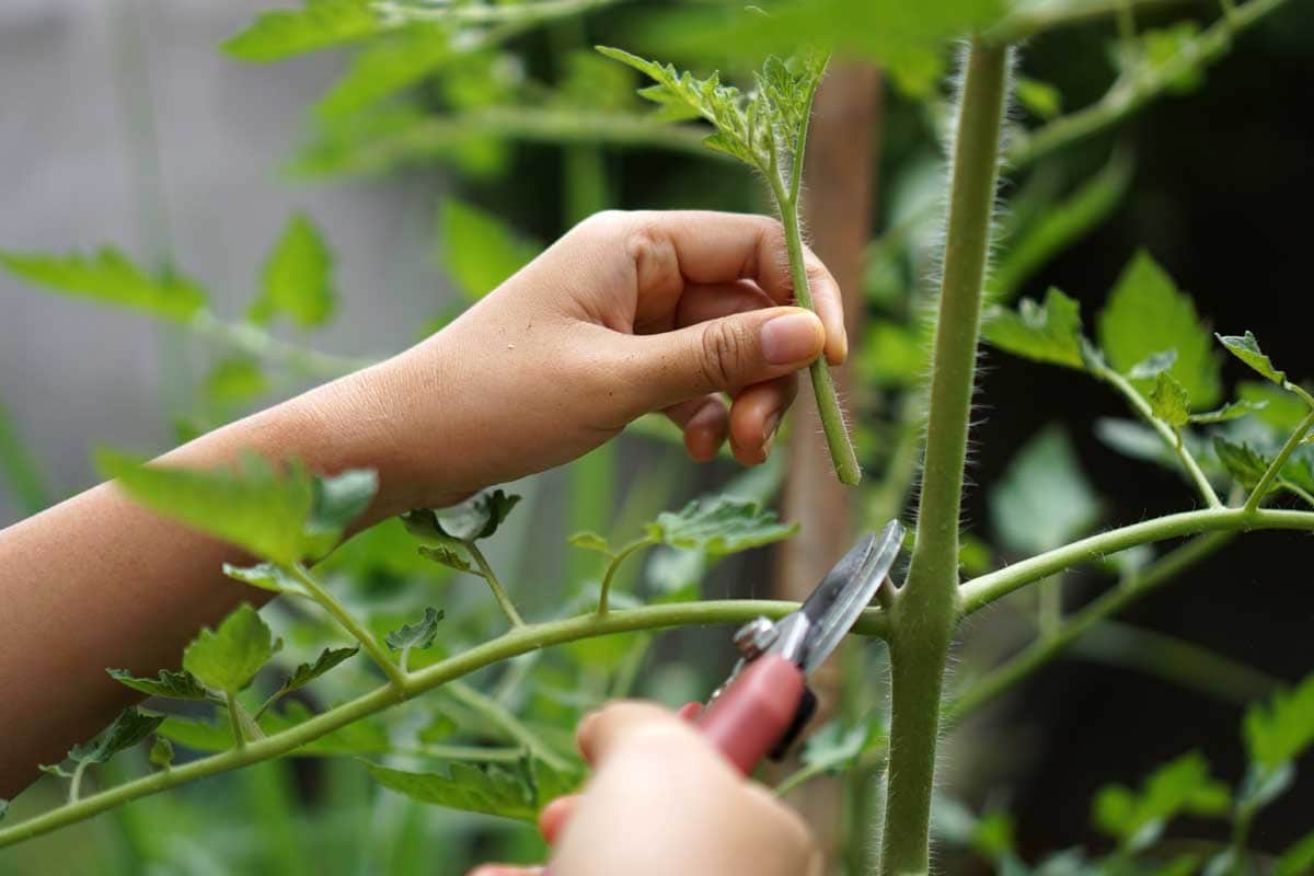 Pruning tomatoes 