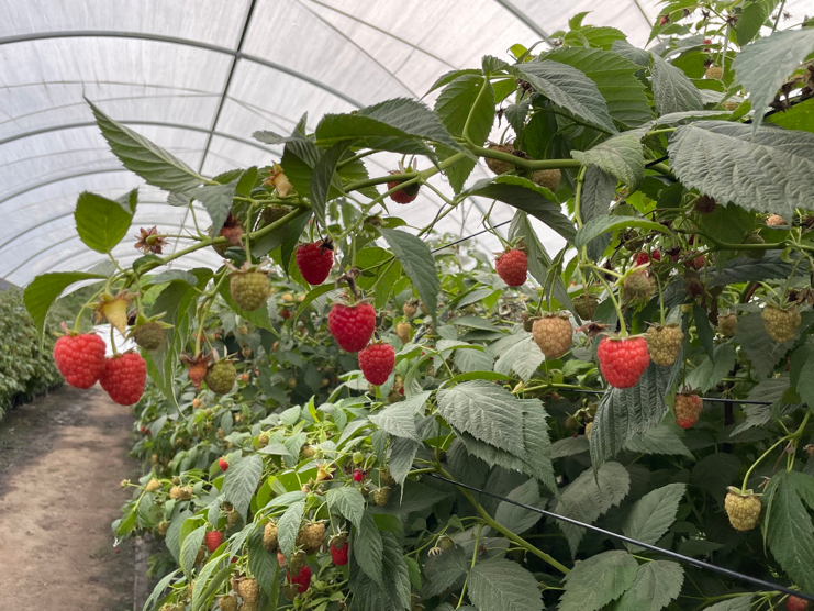 Fruits you can farm and grow in a greenhouse: Raspberries