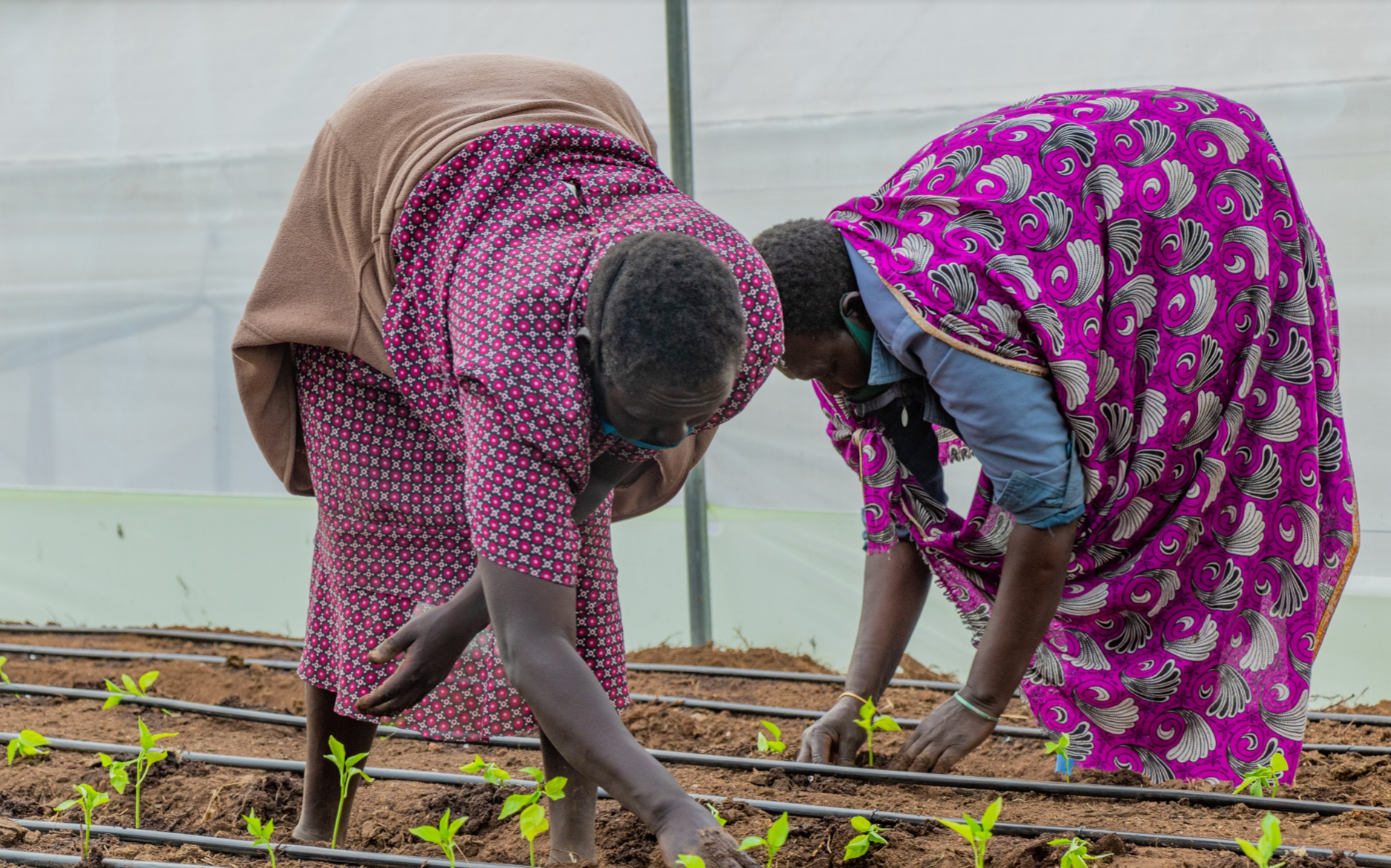 Farmers transplanting tomato seedlings  - Synnefa