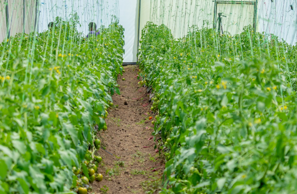 Fruits you can farm and grow in a greenhouse: Tomatoes