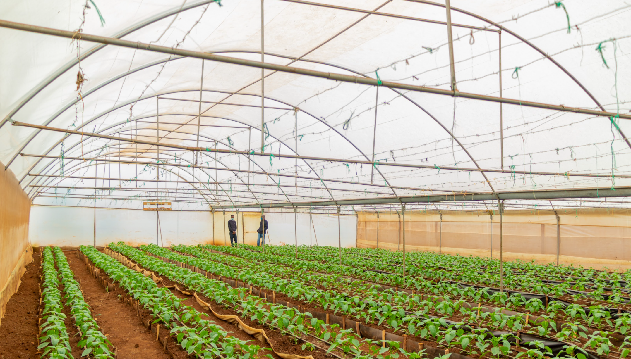 10 Ways Farmers Embrace Organic Farming in Greenhouses: Seedlings 