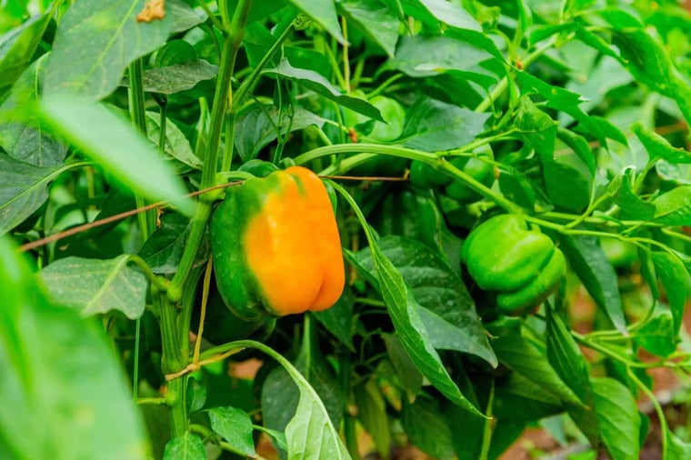 Synnefa capsicum