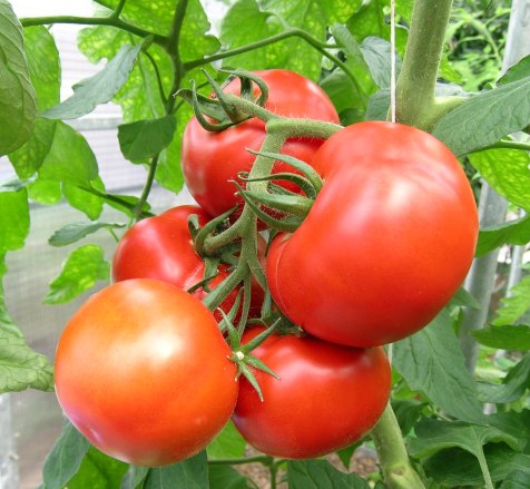 Tomato_ripe_close_up_web