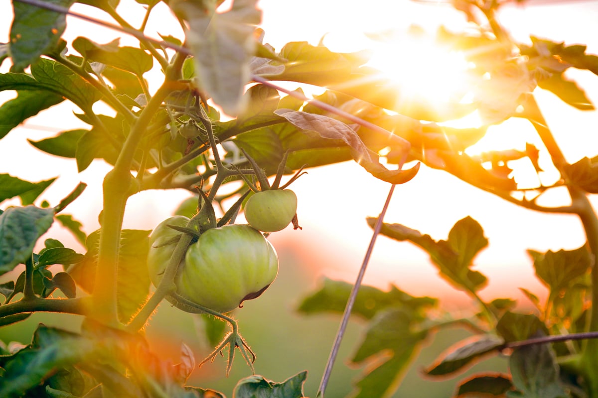 Tomatoes in the sun- Tomato Growing tips 