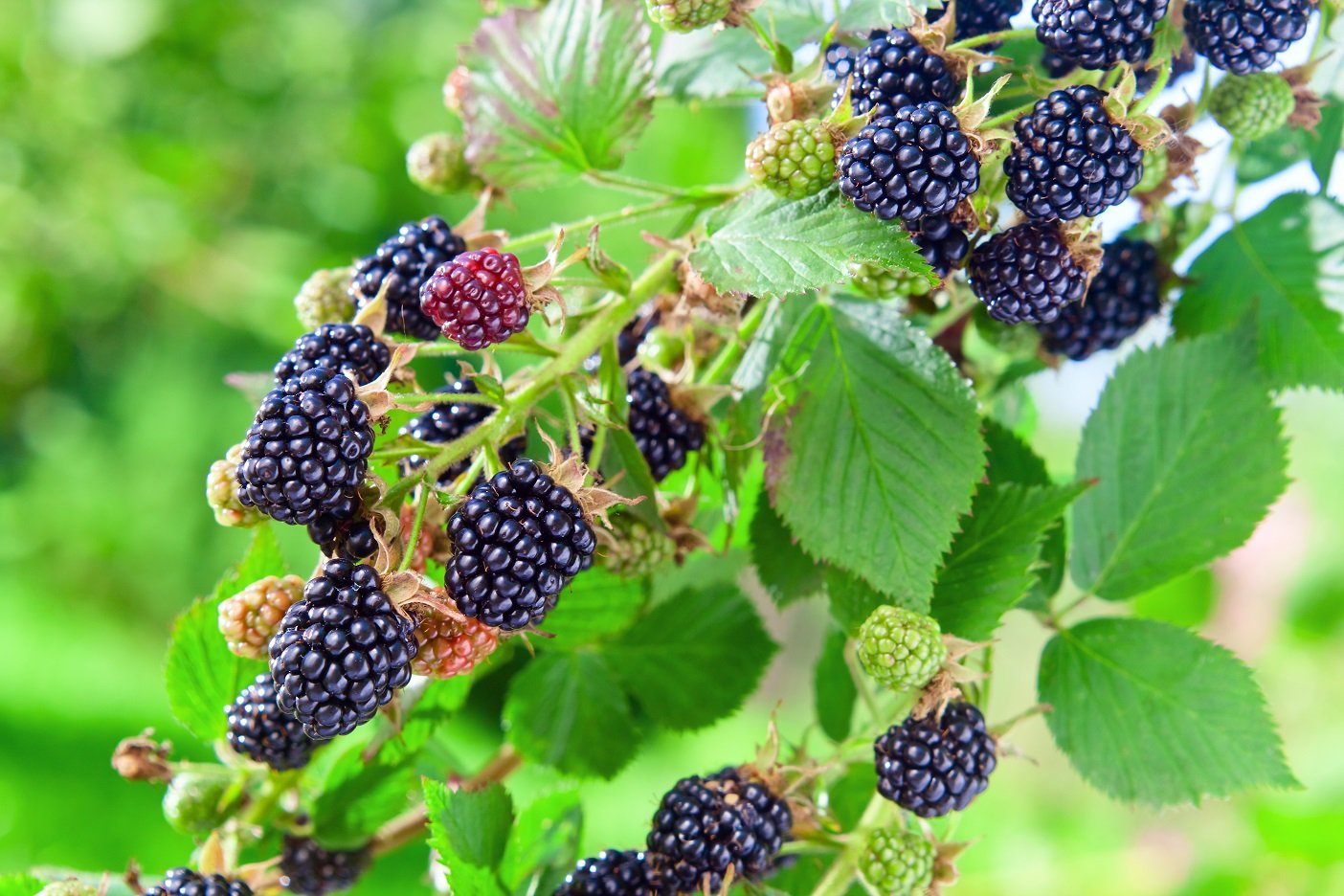 Fruits you can farm and grow in a greenhouse: Blackberries