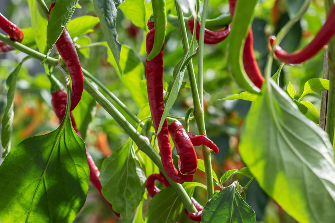 chili peppers greenhouse farming 