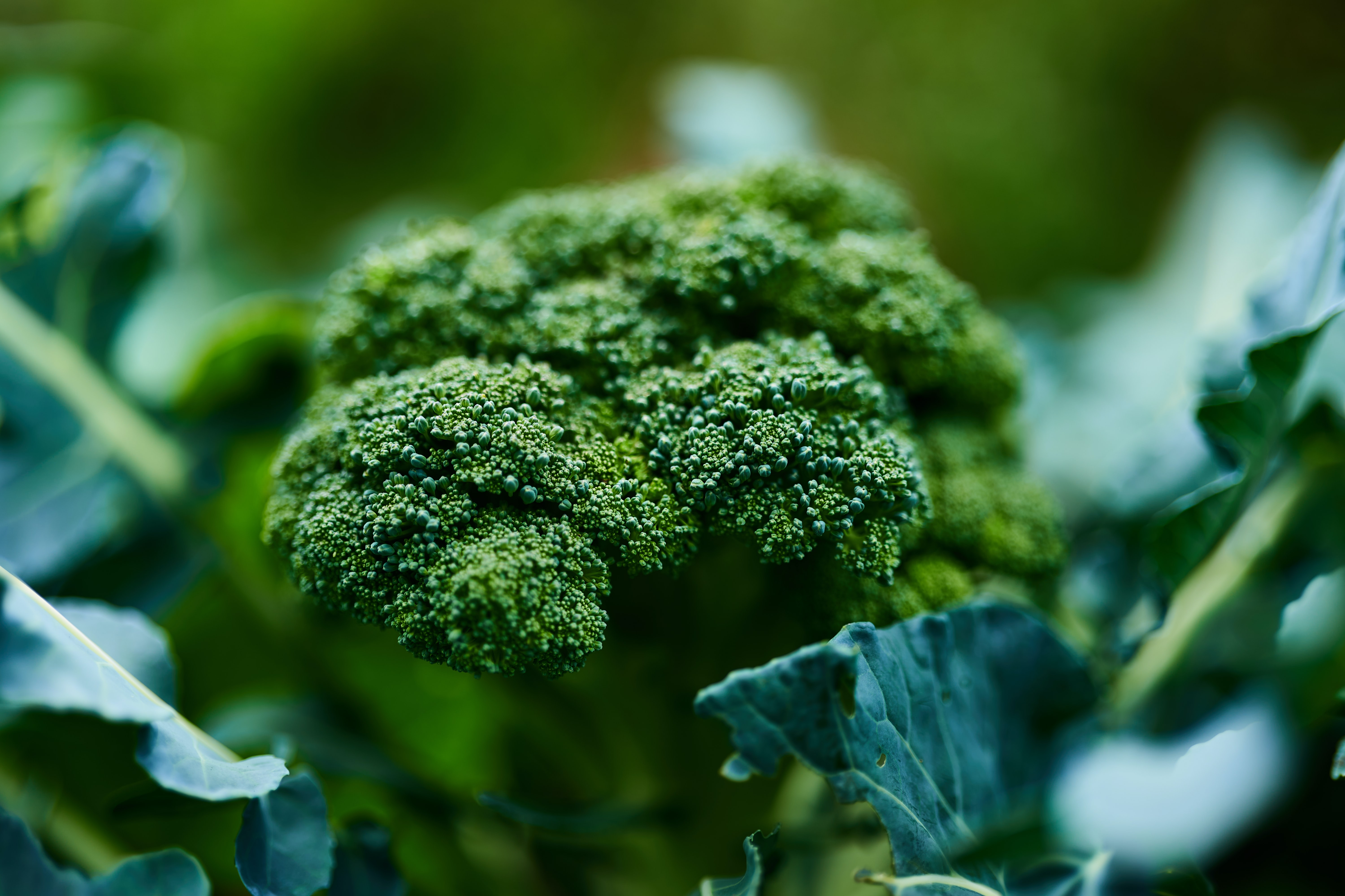 Broccoli greenhouse farming: Photo by unsplash