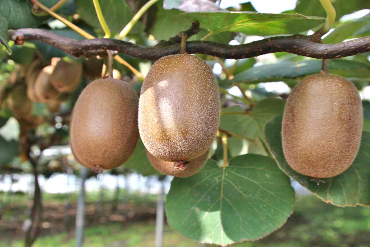 Fruits you can farm and grow in a greenhouse: Kiwi