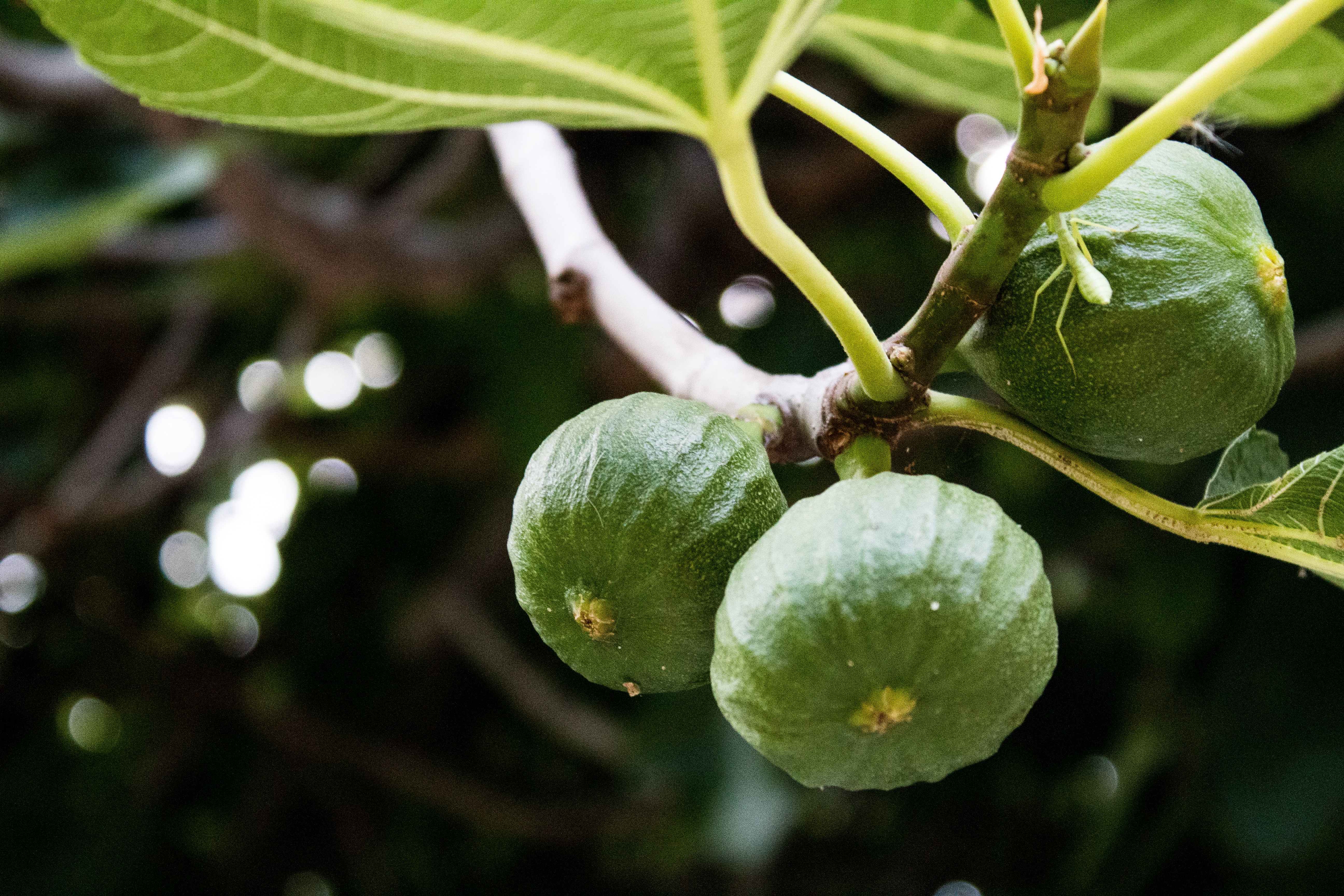 Fruits you can farm and grow in a greenhouse: Figs