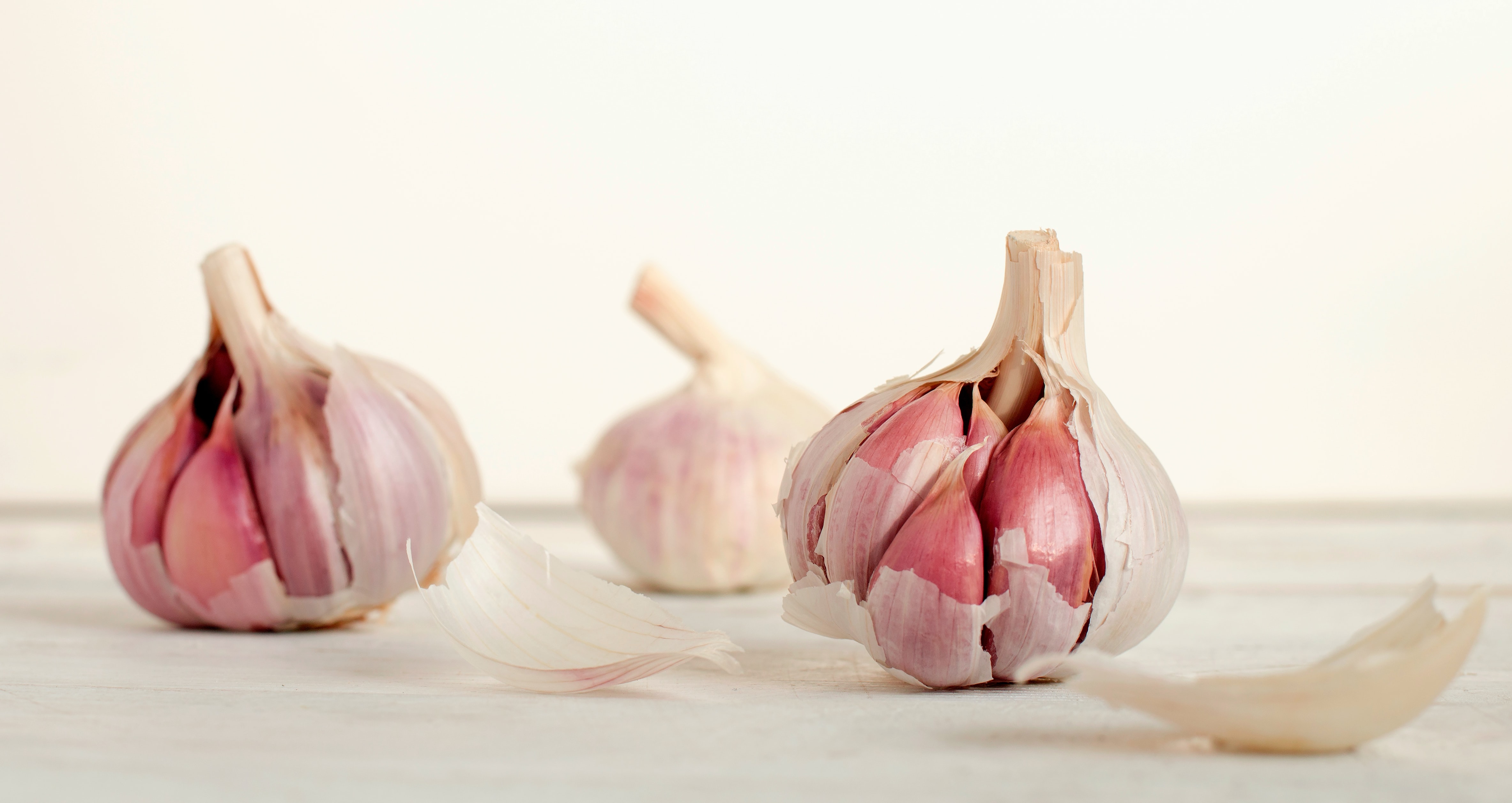 Garlic green house farming: Photo by unsplash