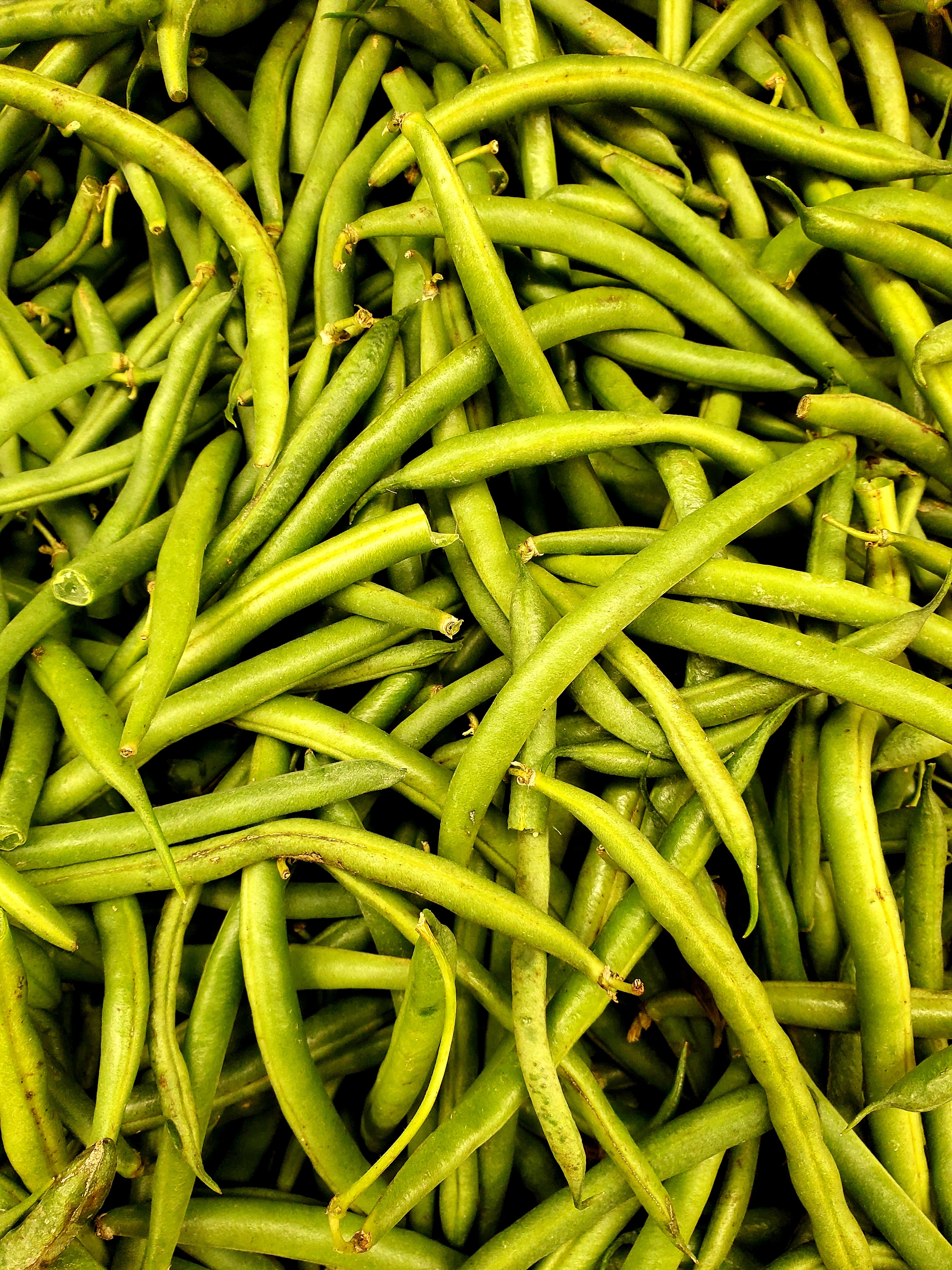 String bean grows well in a greenhouse: picture by pexels-bridgette-lynn-5352037