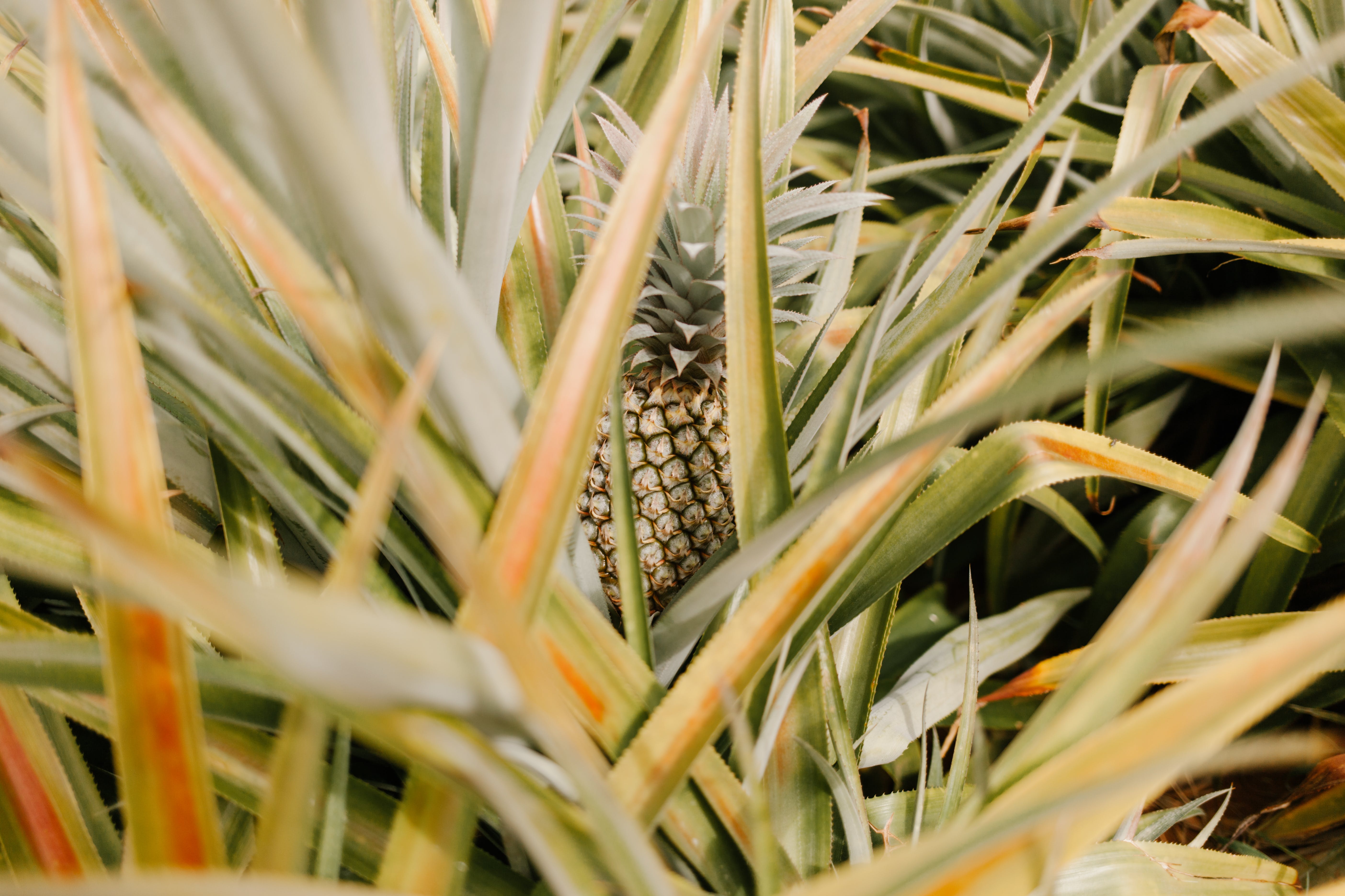 Fruits you can farm or grow in a greenhouse:  Pineapples