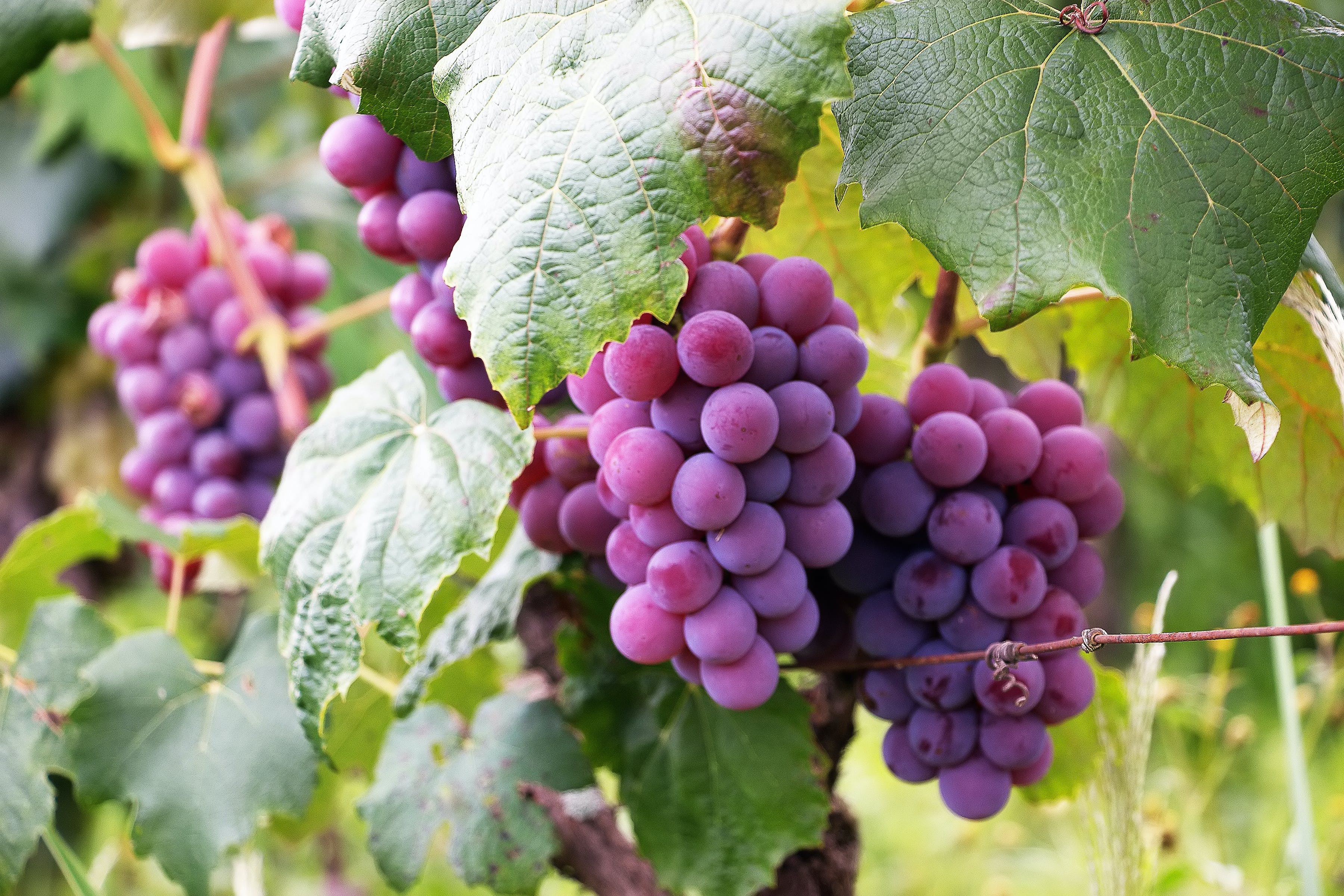 Fruits you can farm and grow in a greenhouse: Grapes