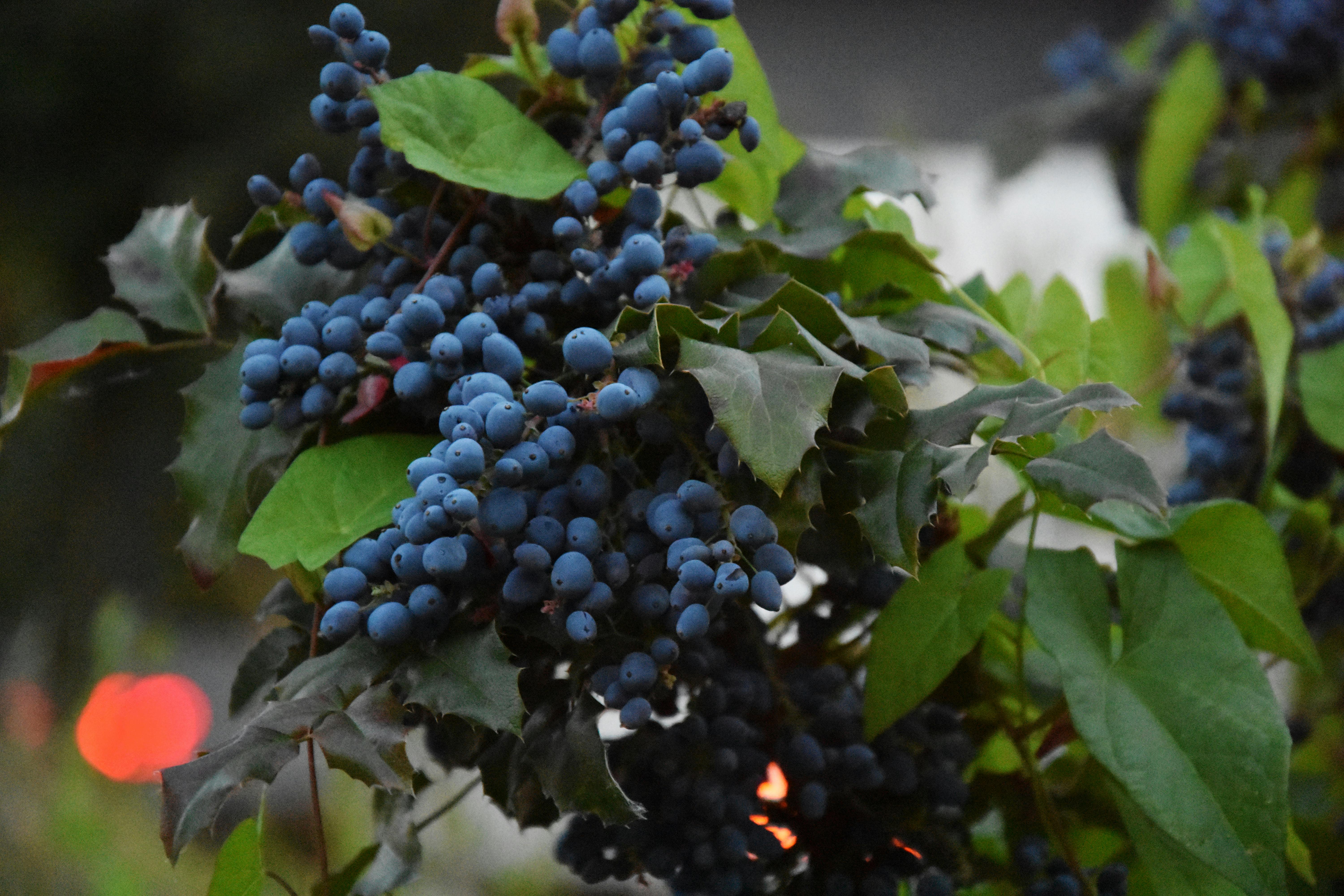 Fruits you can farm and grow in a greenhouse: Blueberries