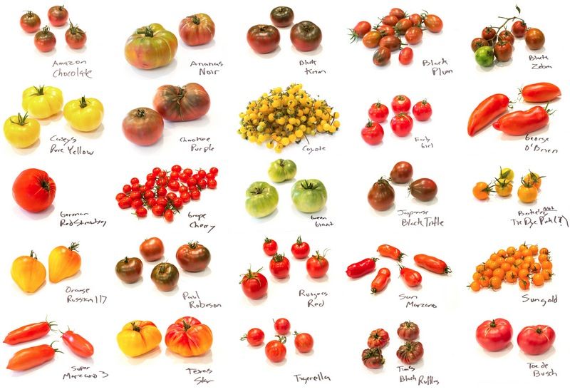 types of tomatoes: determinate and inderterminate