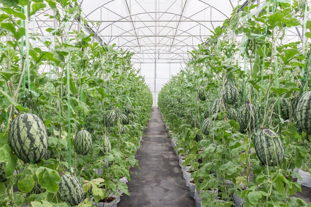 15 Best Crops Suitable to Farm in a Greenhouse Valuably