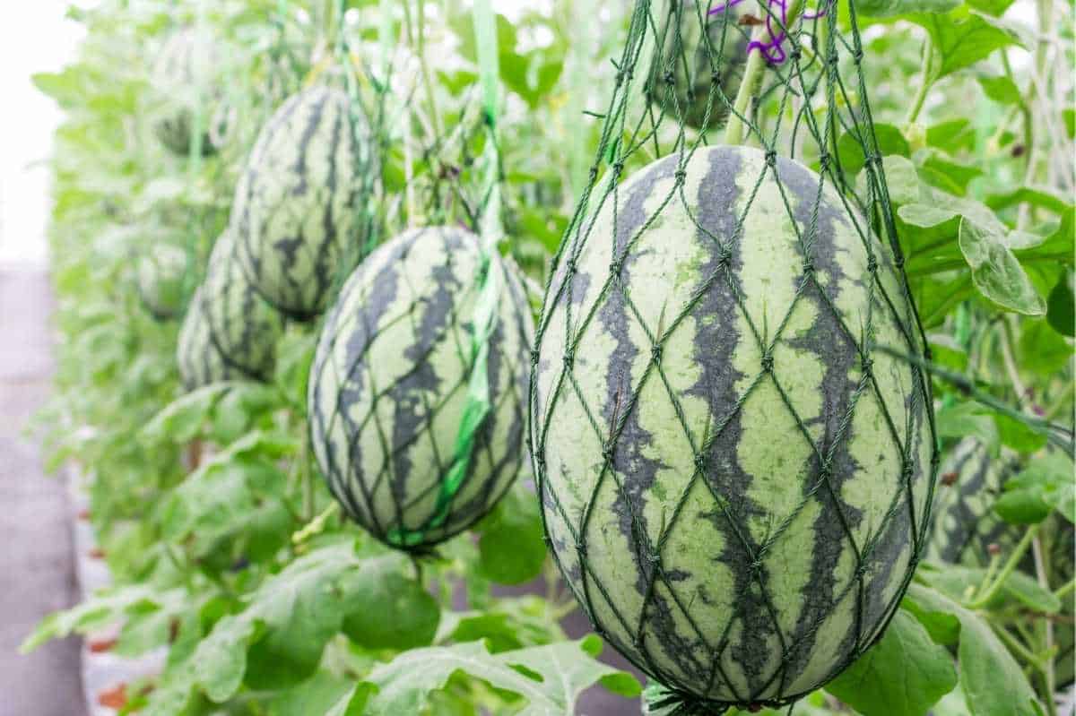 Fruits you can farm and grow in a greenhouse: Melons