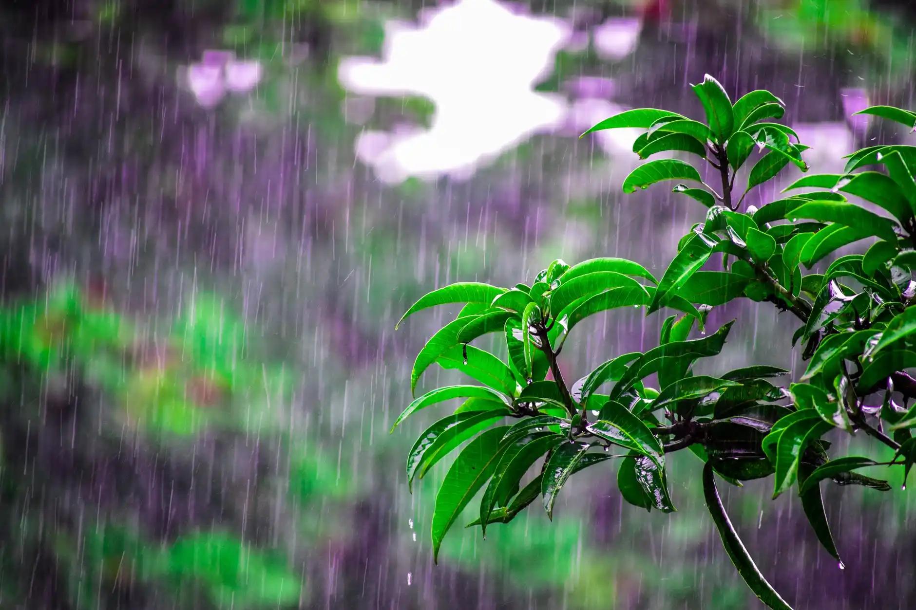 8 Essential Tips for Farmers to Navigate the Rainy Season