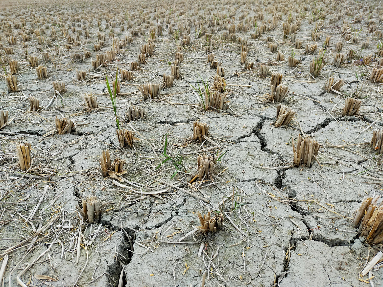 effects of drought on agriculture