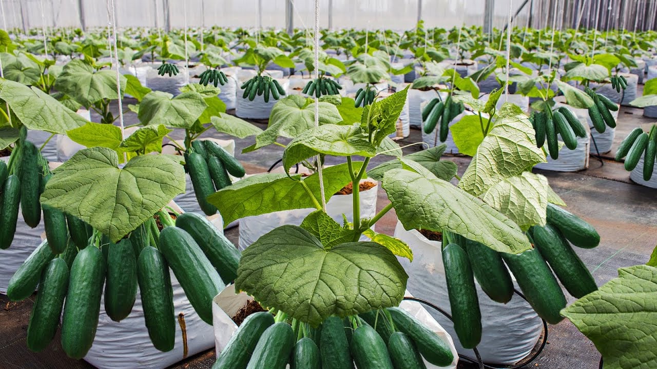 Steps on how farmers can grow  cucumbers in a greenhouse 