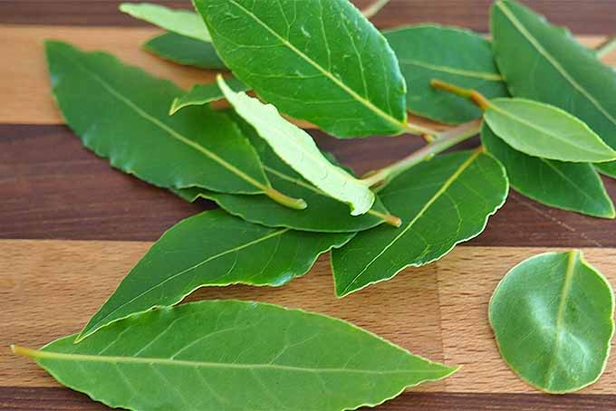 How to Use Bay Leaves in Cooking for a Sweet Woodsy Flavor | Foodal