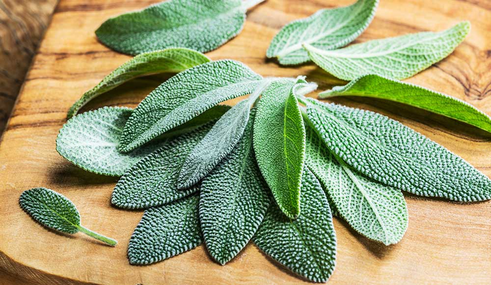 Growing Sage: Your Guide to Planting & Growing a Sage Plant| Gilmour