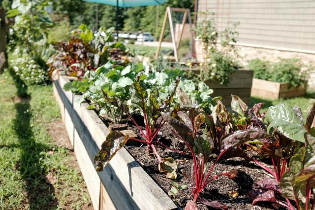 Urban Farming 