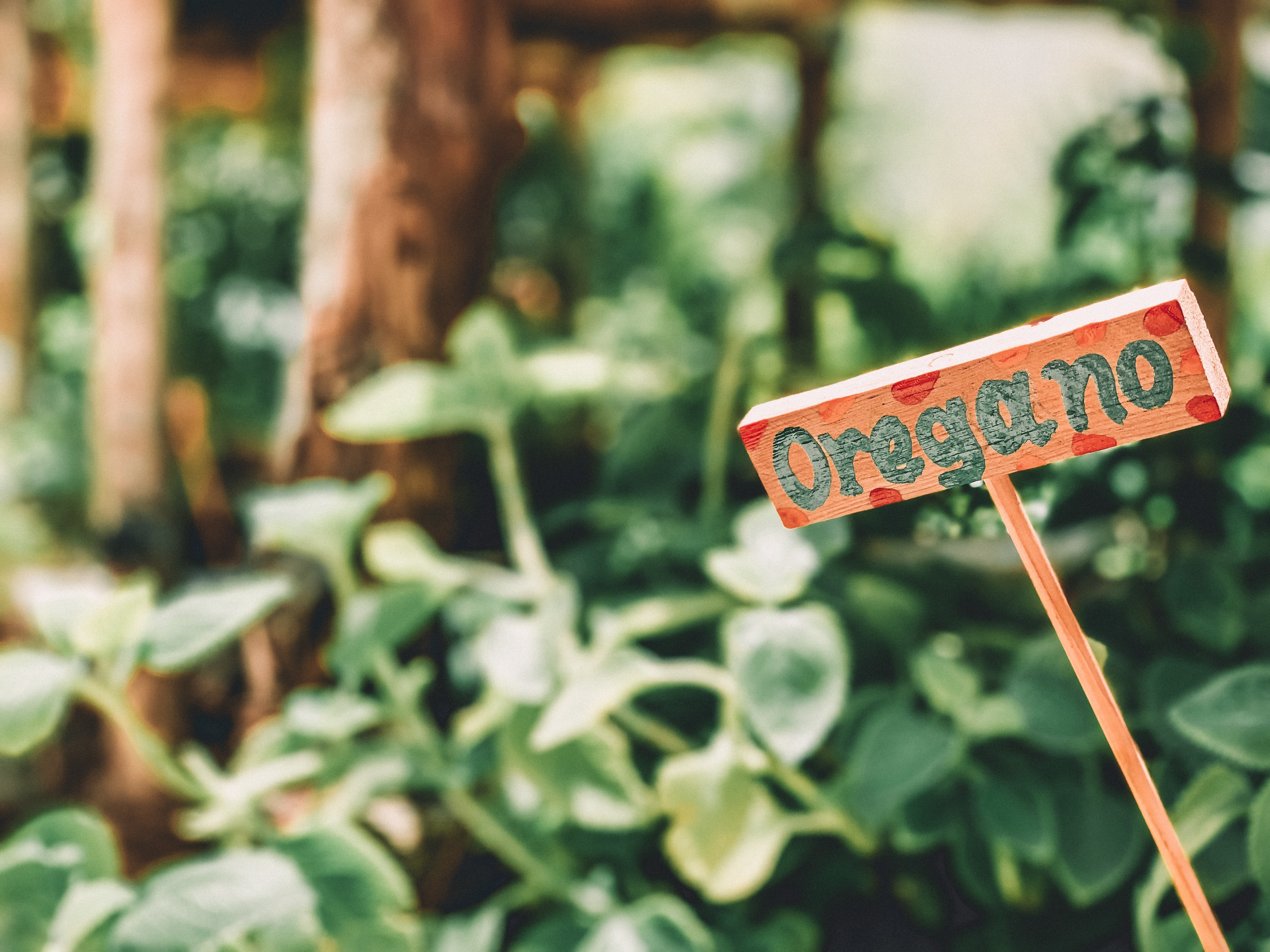 Oregano signage