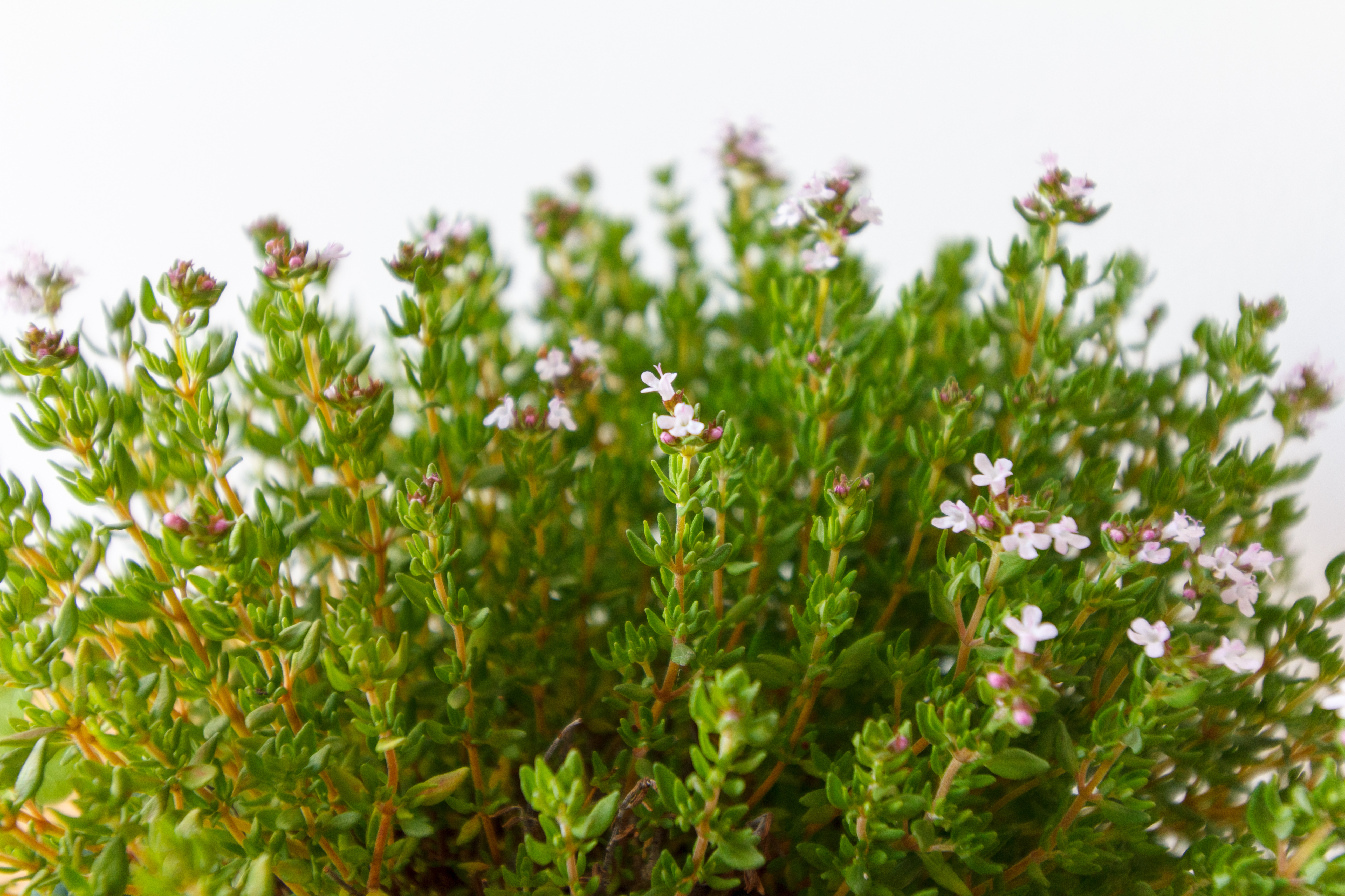 purple flowers with green leaves