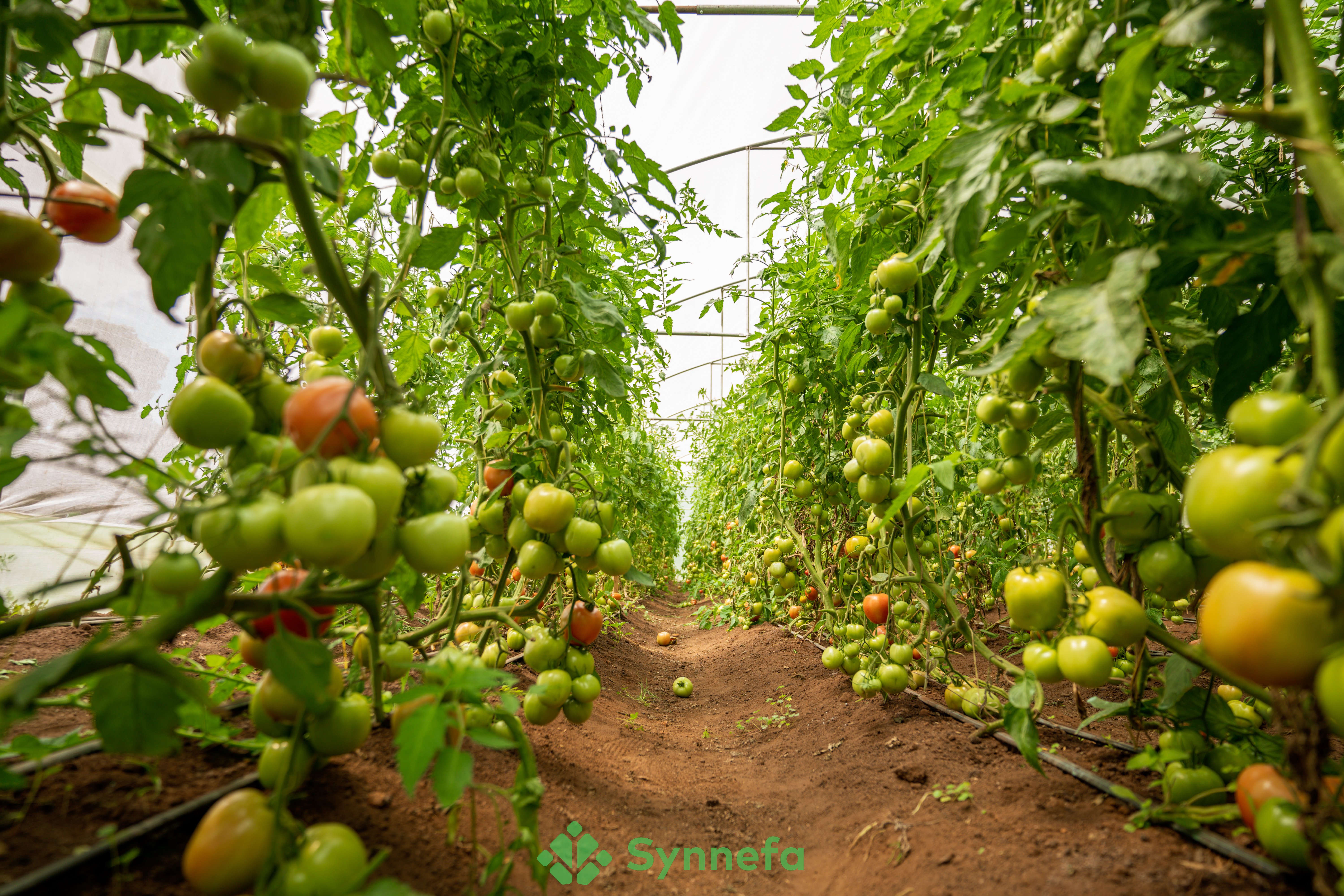 Quality Tomatoes in a Smart Greenhouse: Tips to Get High Yields From Your Greenhouse